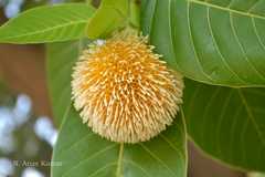 Neolamarckia cadamba